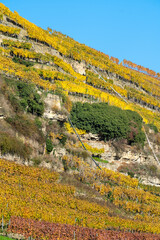 Steillagenweinbau im Herbst bei Lauffen am neckar