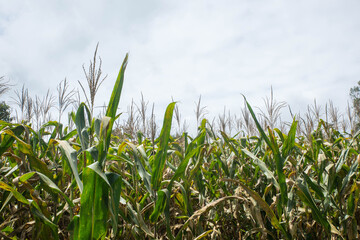 Obraz premium Green Maize Corn Field Plantation In Summer