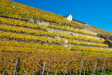Steillagenweinbau im Herbst bei Lauffen am neckar