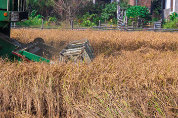 Closeup Combine Harvester cut rice plants ready to harvest in the field.