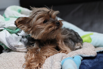 The beautiful yorkshire terrier