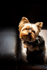 The beautiful yorkshire terrier