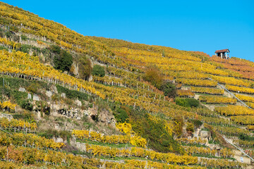 Steillagenweinbau im Herbst bei Lauffen am neckar