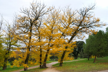 Naklejka premium krajobraz drzewa liście park jesień kolory