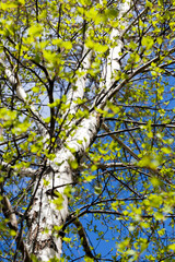 beautiful birch tree