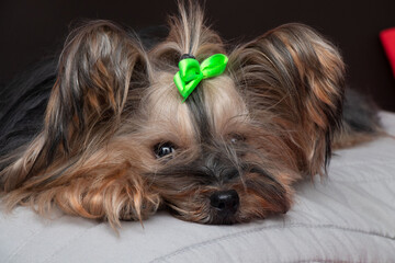 The beautiful yorkshire terrier