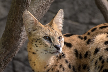 a portrait of  serval cat