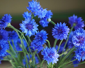 Blue cornflowers. Bouquet of flowers. Summer meadow and garden flowers.