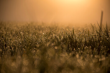 Tiny spider webs covered with dew and illuminated by the rays of orange morning sun. Selective focus on small details on the grass, blurred background. Macro shot of the meadow.