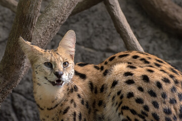 a portrait of  serval cat