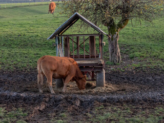 cow eating from rack in a pasture