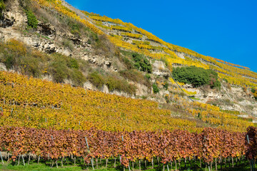 Steillagenweinbau im Herbst bei Lauffen am neckar