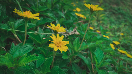 yellow dandelions on grass
