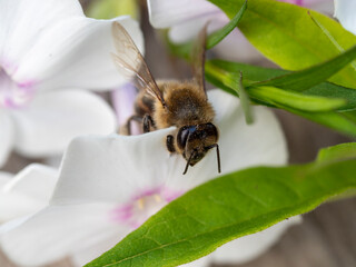 close-up of a wasp on a flower. Macro photography, selective focus.
