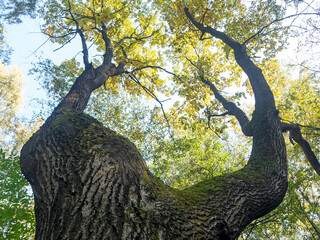 Fototapeta na wymiar Low viewing angle of the autumn tree, Selective focus