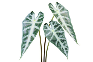 Green Leaves of Alocasia Plant Isolated on White Background
