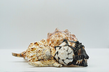 three seashells on white ground