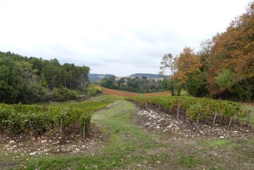 Fototapeta na wymiar path in the vineyards 