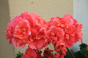 Flor de casa