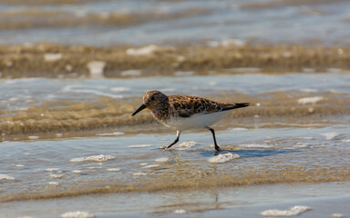 petite marche de gravelot sur la plage