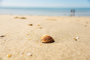 coquillage abandonné sur la plage