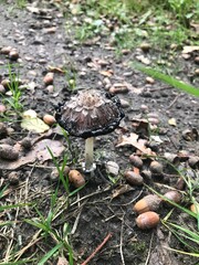 mushroom in the forest