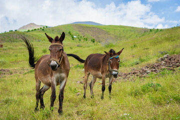 Naklejka na ściany i meble Mule in mountain trekking region - close-up portrait of mule in Iran