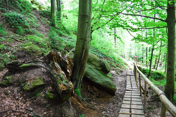 Wooden path and bridge in the forest. Eco trail among boulders and trees on a summer day. The concept of ecology, ecotourism, business