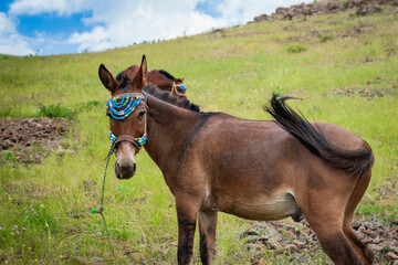 Naklejka na ściany i meble Mule in mountain trekking region - close-up portrait of mule in Iran