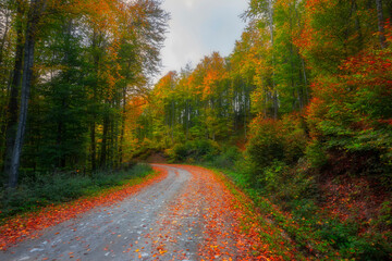 It's autumn time. Colorful leaves on the trees. Colorful leaves fallen to the ground. Autumn mood. Uludag National Park, Bursa.