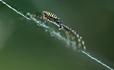 Naklejka premium Banded garden spider on spider web