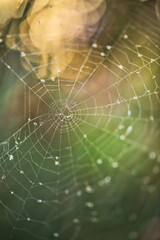 Spider web colorful macro background.