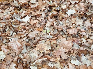 Dead autumn leaves on the ground. Autumn melancholy. Natural colors of late autumn. Background. Close-up.