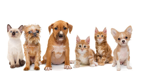 Portrait of small kittens and puppies