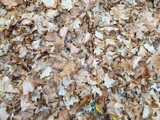 Dead autumn leaves on the ground. Autumn melancholy. Natural colors of late autumn. Background. Close-up.