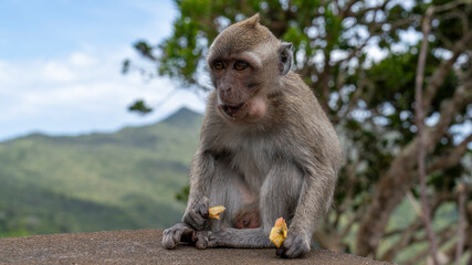 Naklejka na ściany i meble baby monkey sitting on a murmur and eating an apple with a forest in the background