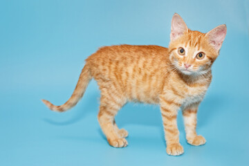 Small red kitten