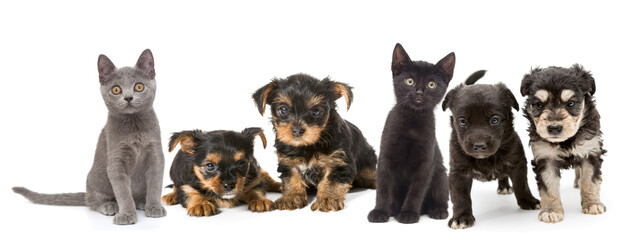 Puppies and kittens of different breeds