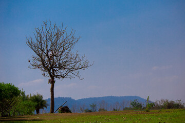 The tree not have leaf in winter season at mountain landscape