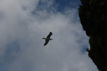 bird in flight