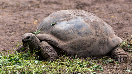 Obraz premium giant tortoise eating grass