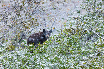 American black bear (Ursus americanus), Grand Teton National Park, Wyoming, Usa, America
