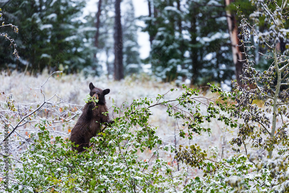 Wall mural American black bear (Ursus americanus), Grand Teton National Park, Wyoming, Usa, America