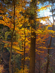 autumn shines in the forest
