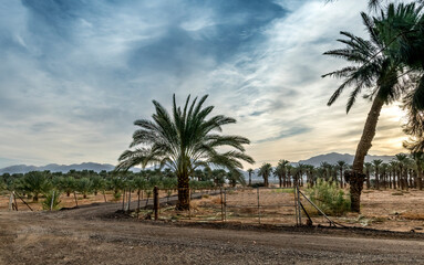 Fototapeta premium Abandoned plantation of date palms, Middle East agriculture industry in desert areas