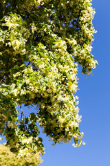 Linden tree blooming