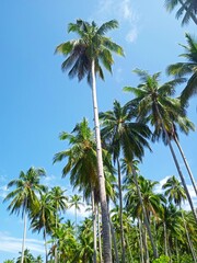 coconut trees