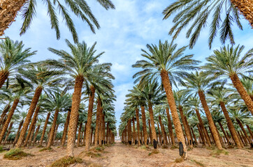 Fototapeta premium Plantation of date palms for healthy food is rapidly developing agriculture industry in desert areas of the Middle East