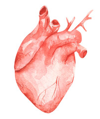 Unusual human anatomy  heart. Hand drawn watercolor illustration isolated on white background. Raster illustration for design.