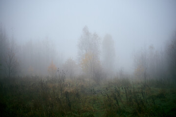 Plakat łąką we mgle ,drzewo ,łąka,mgła 